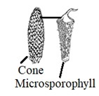 Inflorescence - Male Strobilus